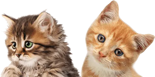 Kedi Pansiyonu