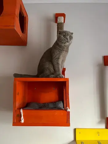 Kedi Lina'nın Değerlendirmesi