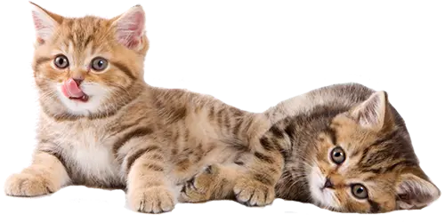 İstanbul Kedi Pansiyonu